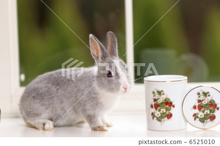 在窗口邊的微型兔子 6525010