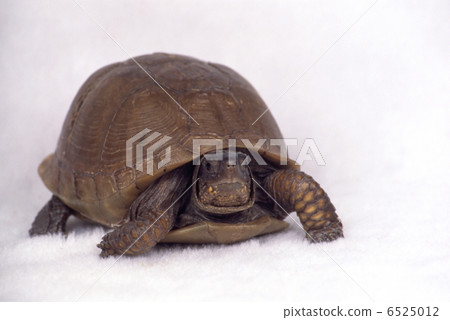 陸龜 6525012