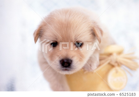 An innocent puppy An innocent puppy 6525183