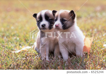 Puppies playing in the field 6525244