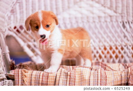 柯基犬 柯基犬 6525249