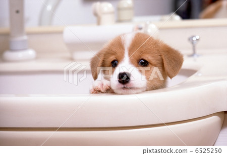 柯基犬 柯基犬 6525250