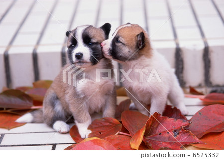 Two puppies Two puppies 6525332