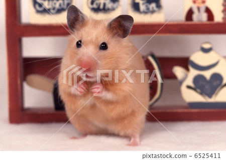 金卡倉鼠 6525411