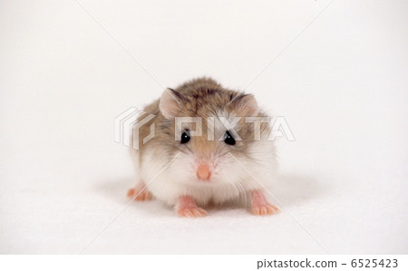 Djangarian hamster 6525423