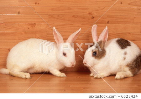 Mini rabbit Mini rabbit 6525424