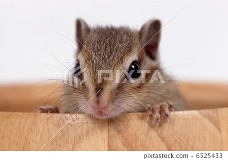 Chipmunk 6525433