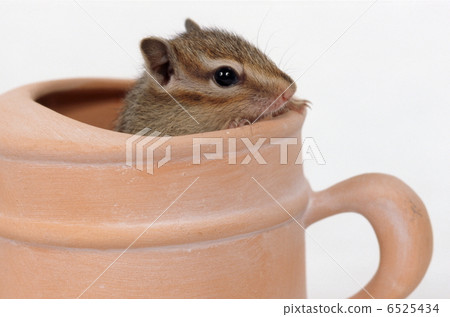 Chipmunk 6525434