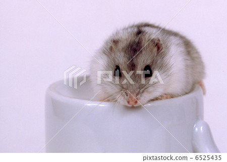 Djangarian hamster 6525435