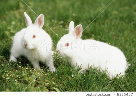 White rabbit 6525437