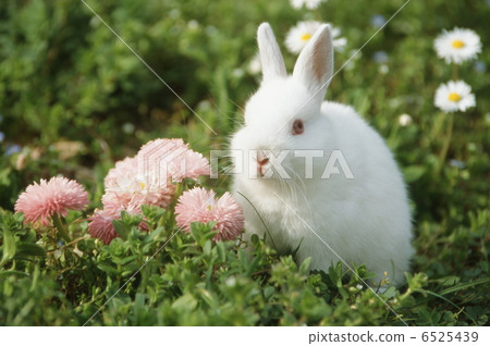 White rabbit 6525439