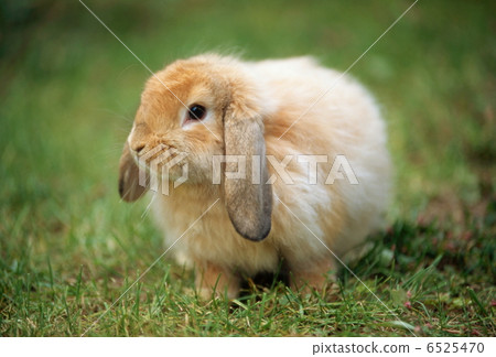 Rop Year Rabbit Rop Year Rabbit 6525470