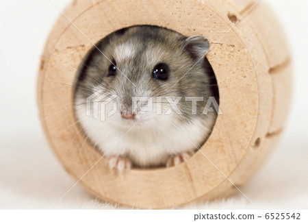 Djangarian hamster 6525542