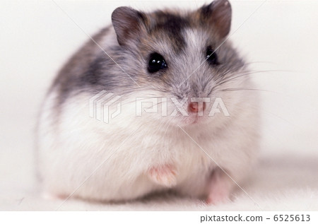 Djangarian hamster 6525613