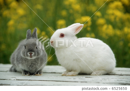 Mini rabbit and white rabbit 6525650
