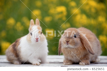 Rop年兔和迷你兔 Rop年兔和迷你兔 6525651