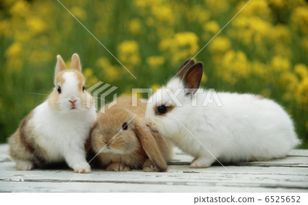 Baby rabbit Baby rabbit 6525652