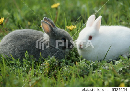 Mini rabbit and white rabbit Mini rabbit and white rabbit 6525654