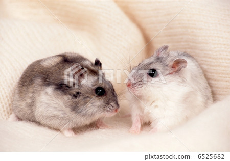 Djangarian hamster 6525682