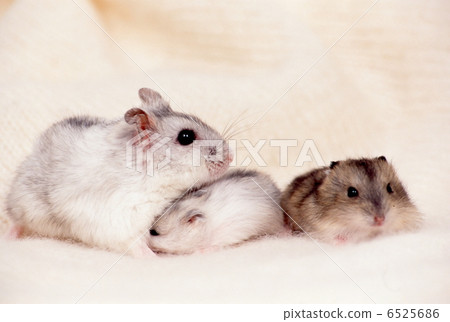 Djangarian hamster 6525686