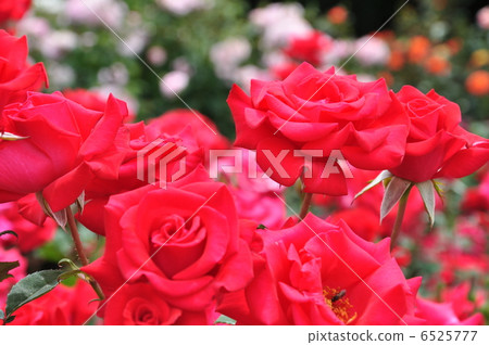 Timeless '98 6525777