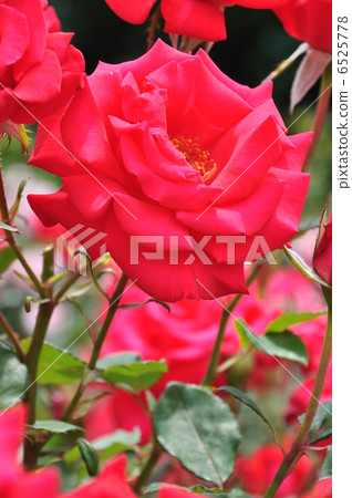 永恆的'98 6525778