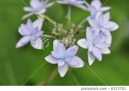 繡球花Citidanka 6525781