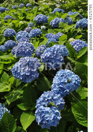 Hydrangea hydrangea Hydrangea hydrangea 6525795