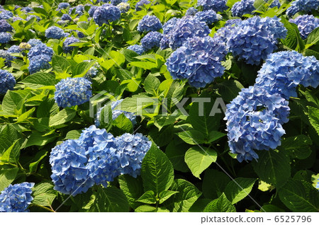 Hydrangea hydrangea Hydrangea hydrangea 6525796