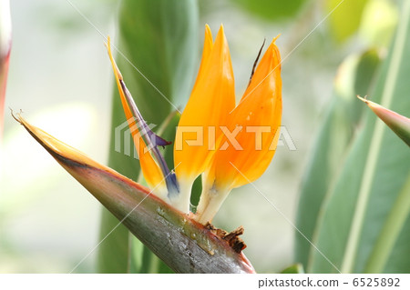 Tengu flowers 6525892