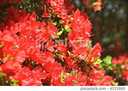 Kirishima azalea in Nagaoka Tenman-gu Kirishima azalea in Nagaoka Tenman-gu 6525980