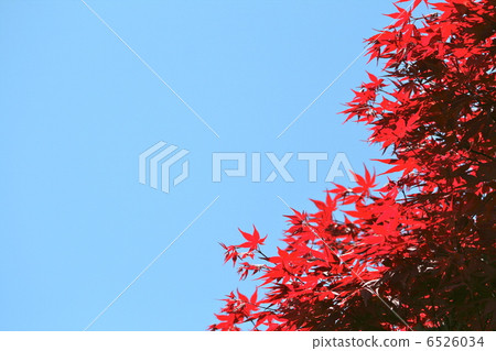 Maple that shines in the blue sky Maple that shines in the blue sky 6526034