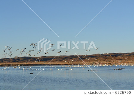 Flock of Hakugan 6526790