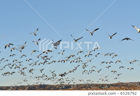 Flock of Hakugan 6526792