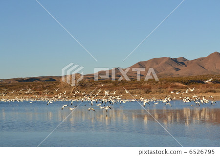 Flock of Hakugan 6526795