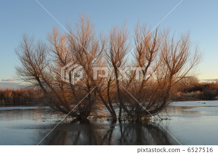 沼澤的樹 6527516
