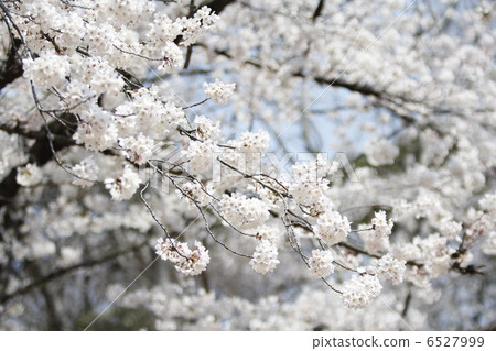 Cherry Blossoms Yoshino cherry tree 6527999