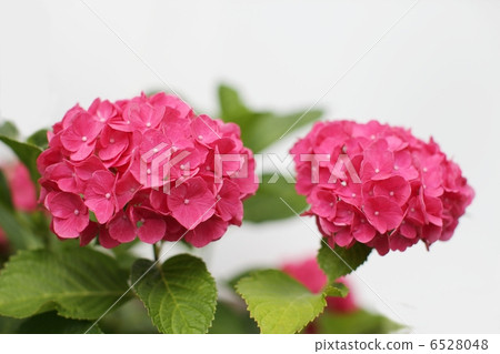 Pink hydrangea Pink hydrangea 6528048