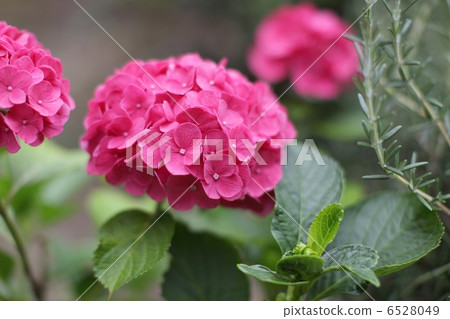 Pink hydrangea Pink hydrangea 6528049