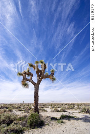 絲蘭 加州 加利福尼亞 6529179