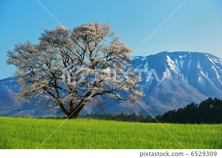 Koiwai Kazumoto cherry tree 6529309