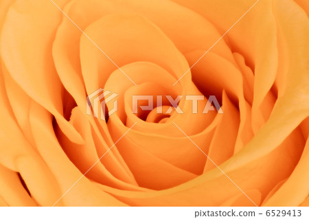 orange rose close up orange rose close up 6529413