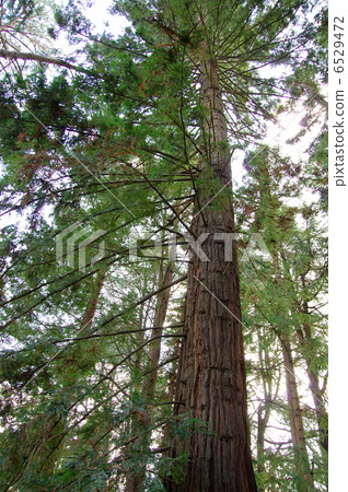 Senpele Sequoia at the Kyoto Prefectural Botanical Garden Senpele Sequoia at the Kyoto Prefectural Botanical Garden 6529472
