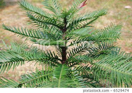 Wollemi Pine of the Kyoto Prefectural Botanical Garden 6529474