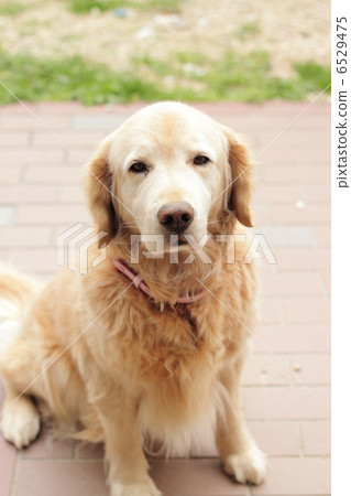 金毛獵犬 金毛獵犬 6529475