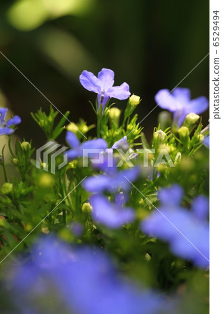 Lobelia藍色花 6529494