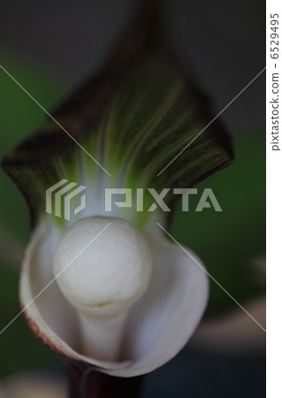 YUKIMOCHISOU YUKIMOCHISOU 6529495