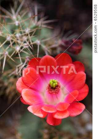 Cactus flower Cactus flower 6529508
