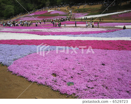 Shibazakura Shibazakura 6529723