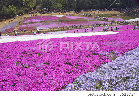 Shibazakura Shibazakura 6529724